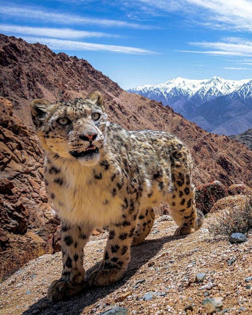 des jeux olympiques sans neige ? Panthère des neiges, Snow Leopard