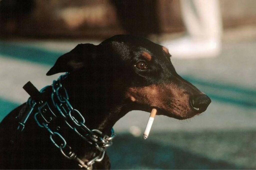 un jour nous serons libres. Thomas Hoepker, New York, 1983, au chien qui fume 