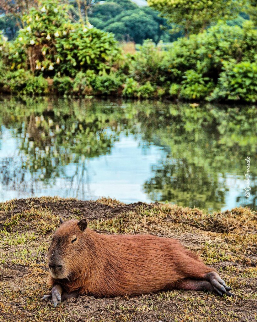 et mes cuisses - tu les aimes mes cuisses ? Brigitte Bardot, « Le Mépris », Jean–Luc Godard, 1963 / grand Cabiaï ou Capybara, le plus gros rongeur actuel