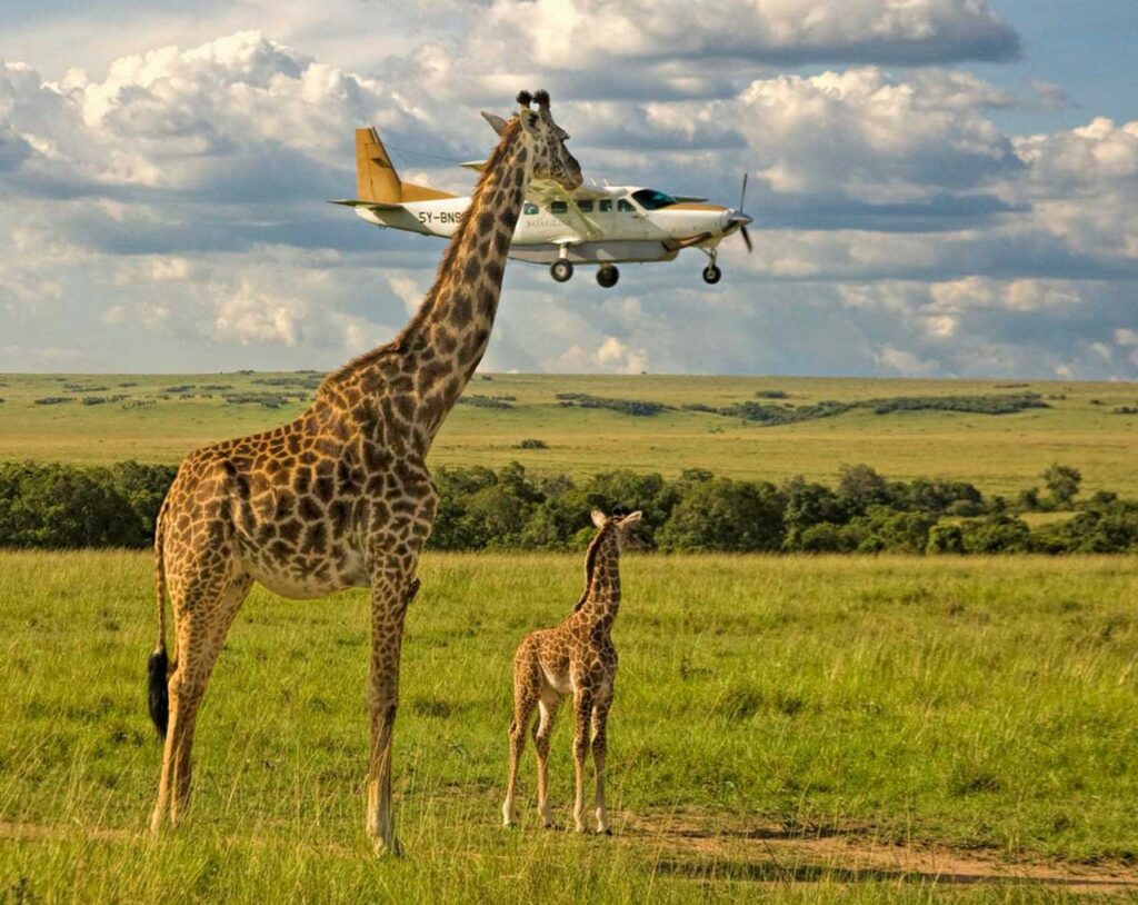 chez la girafe l'heure du goûter c'est sacré