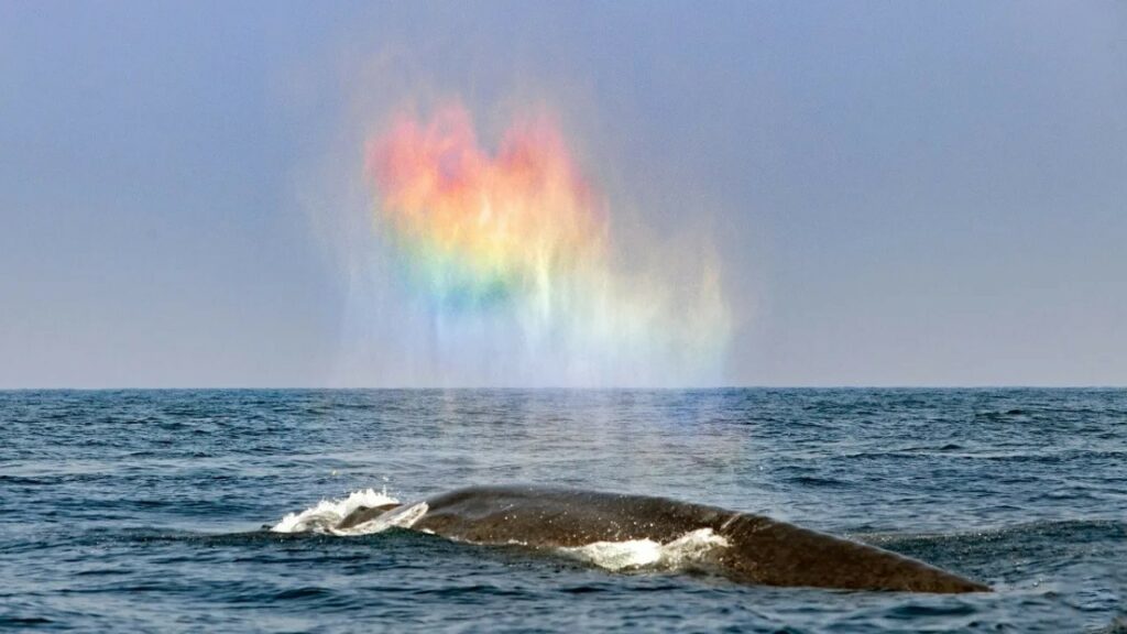 fais-moi un arc-en-ciel