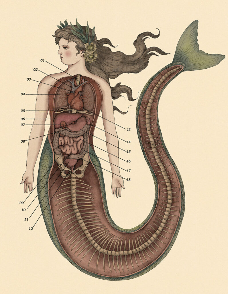 anatomie de la sirène