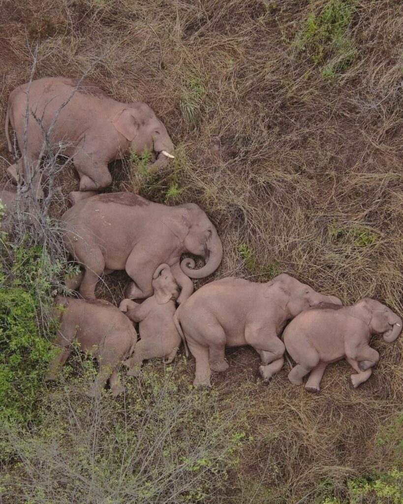 le dortoir des éléphants