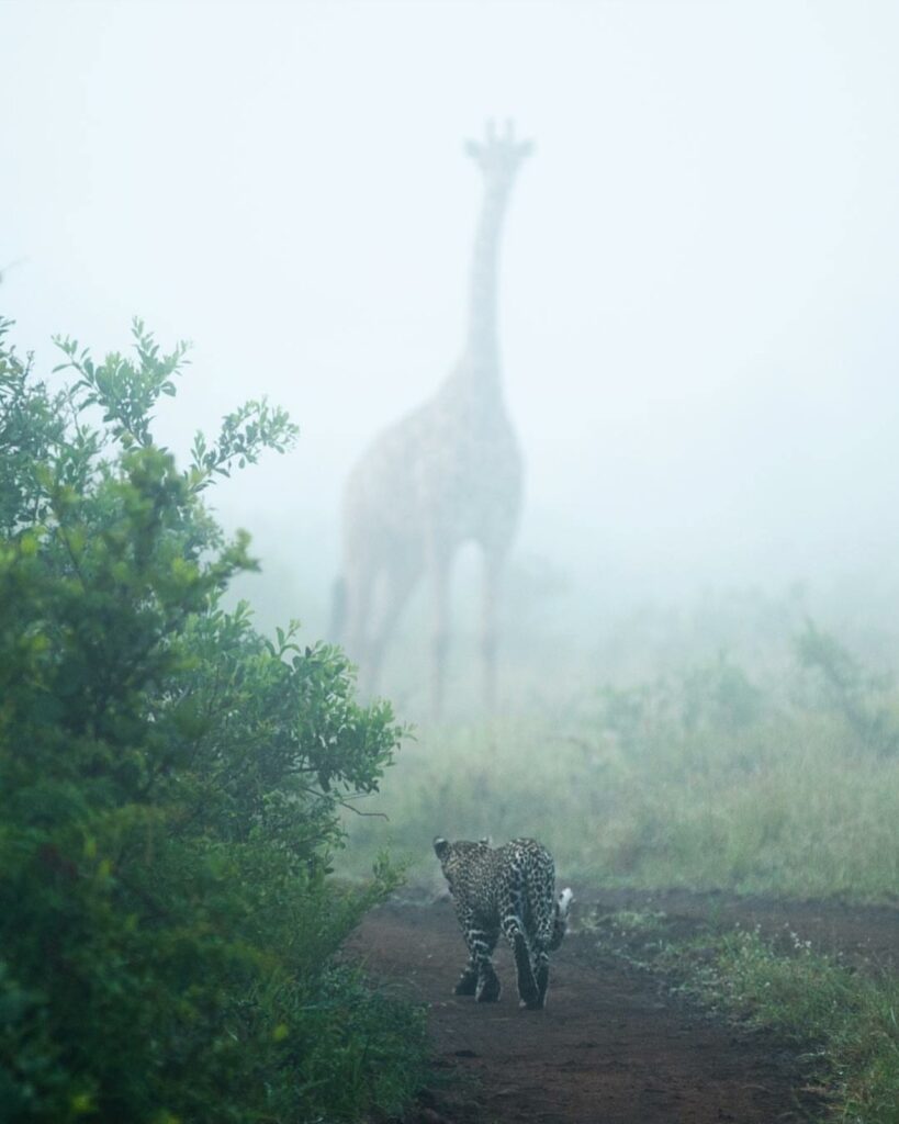 girafes dans la brume