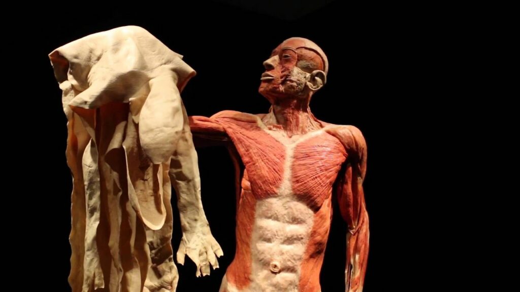 "les corps chez" Gunther von Hagens