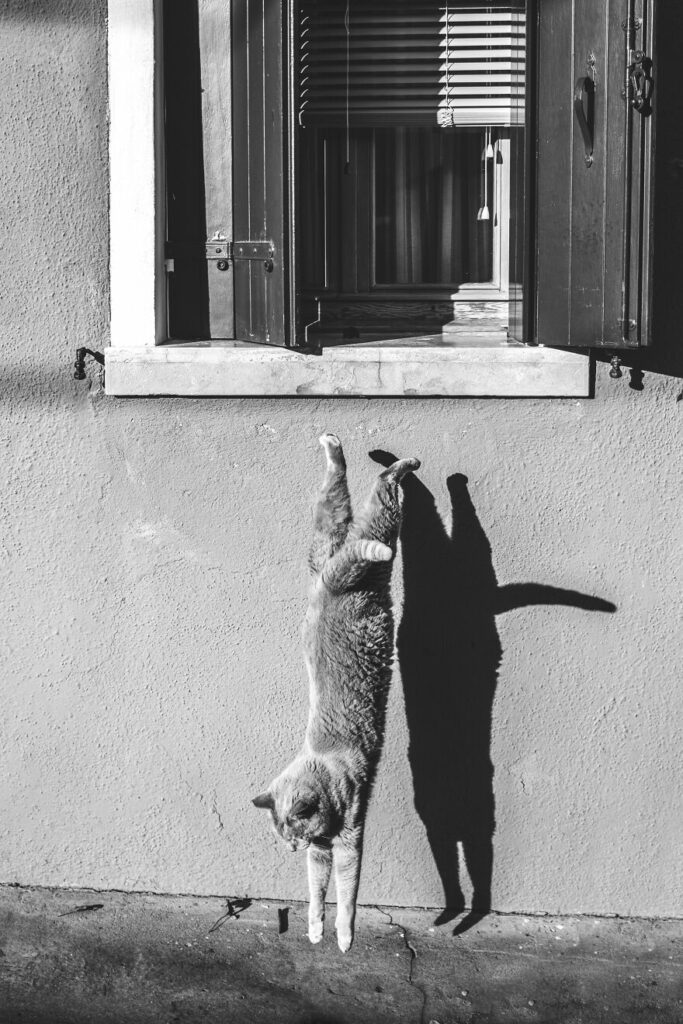 les étirements du matin. Sabrina Boem, l'ombre du chat sur le mur