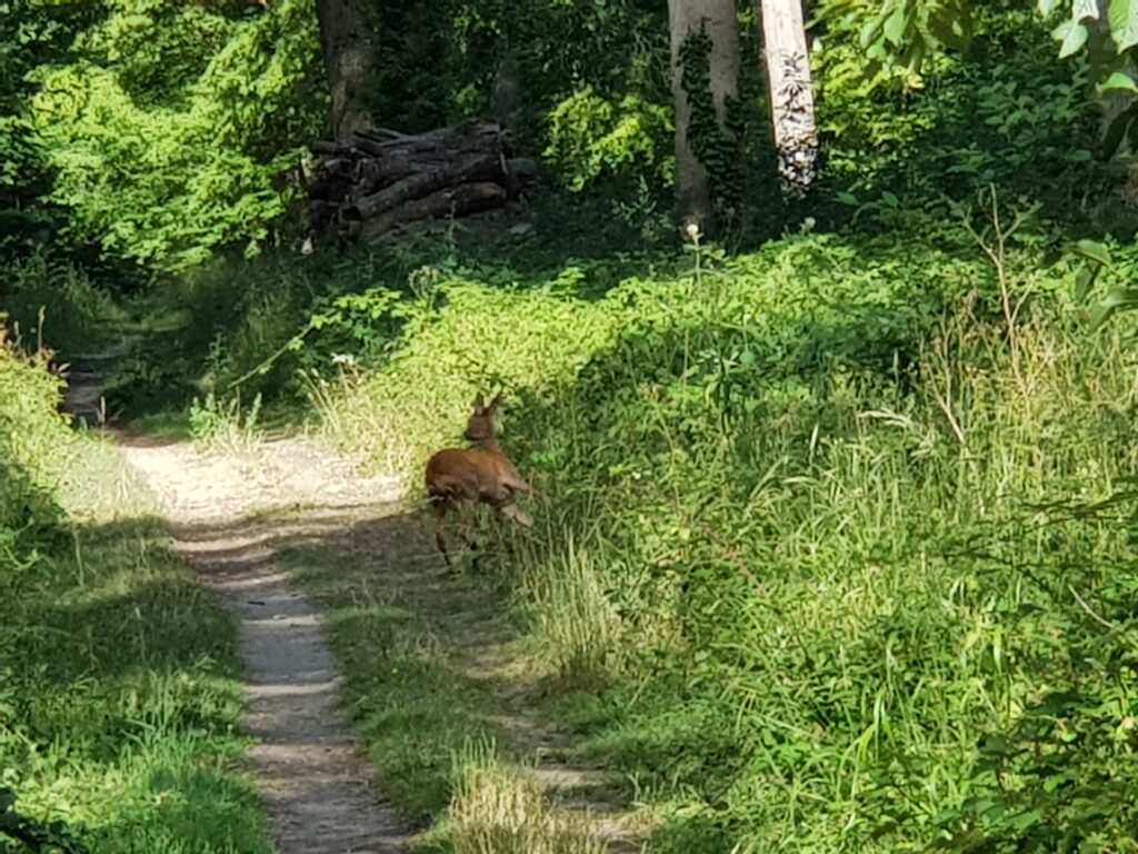 ce matin - en allant chercher le pain (suite). 
Bambi