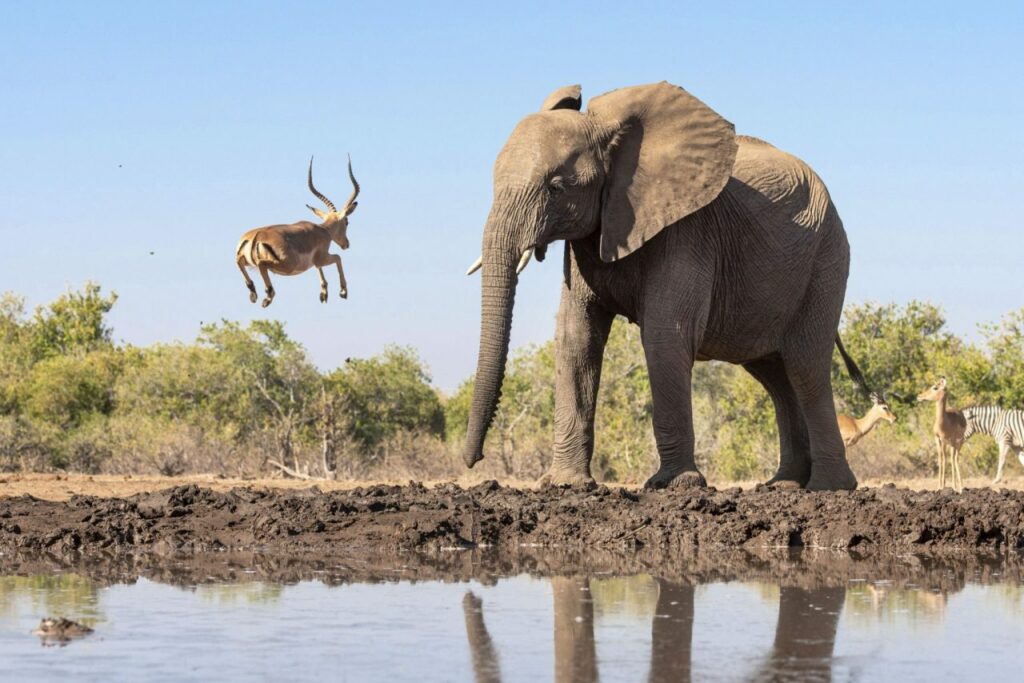 samedi : tu ne redouteras pas ton ennemi 
la gazelle et l'éléphant