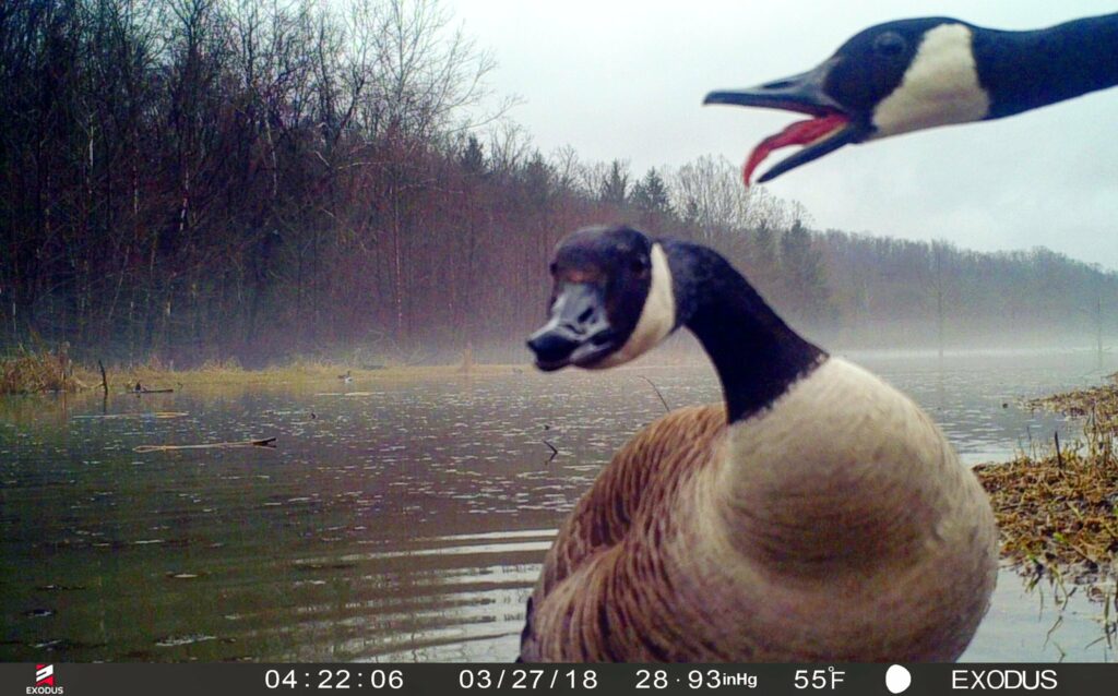 ne me hurle pas dessus mon canard