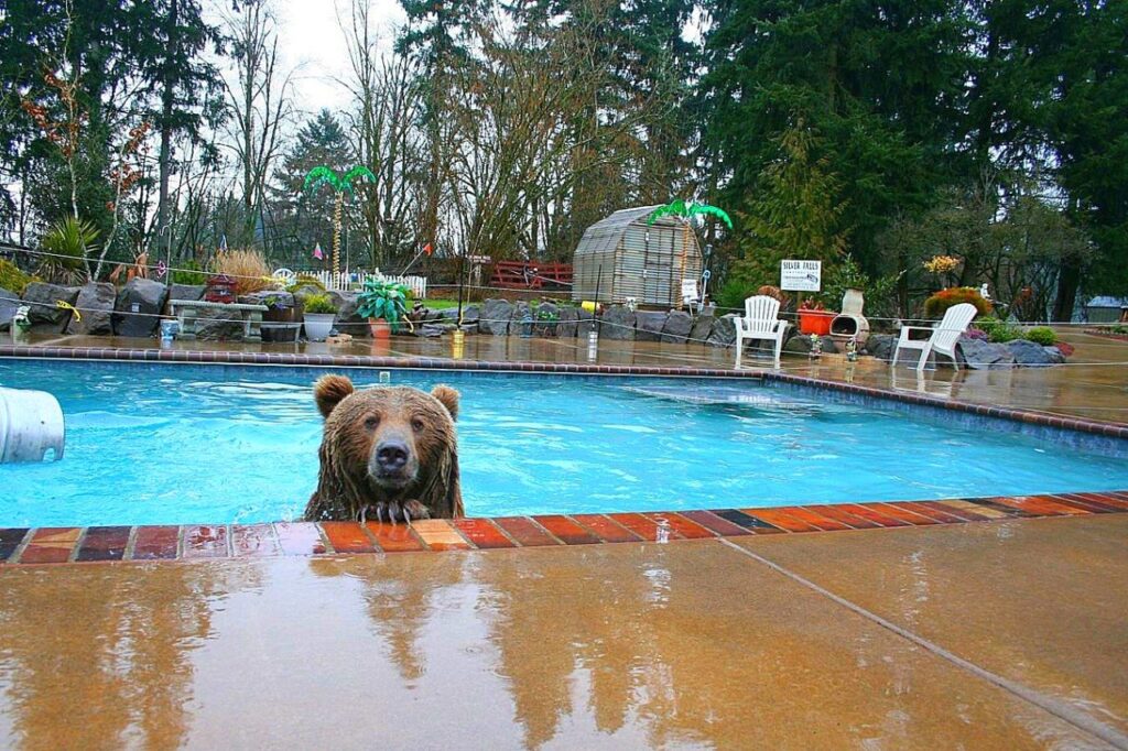 au début elle paraît froide, mais ensuite elle est bonne. ours dans la piscine