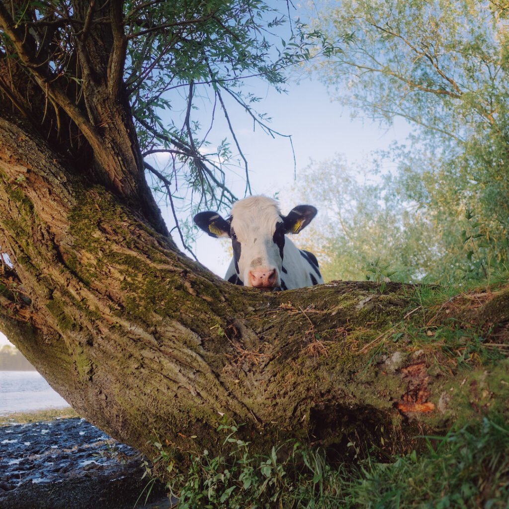 un 14 juillet sous surveillance. vache is watching you