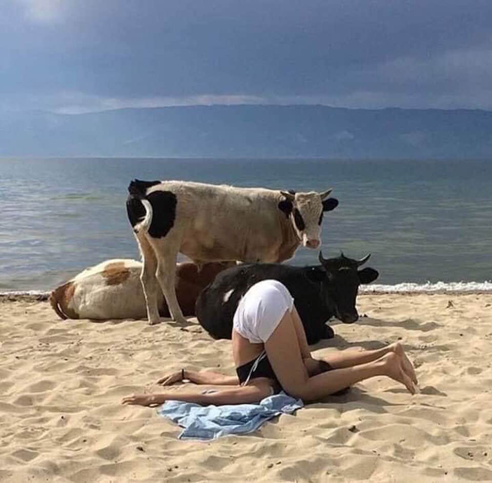 retrouver la sérénité perdue. yoga sur la plage sous le regard placide des bovins