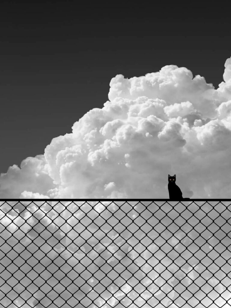 en plein ciel. Benjamin Wolff, chat noir nuage blanc