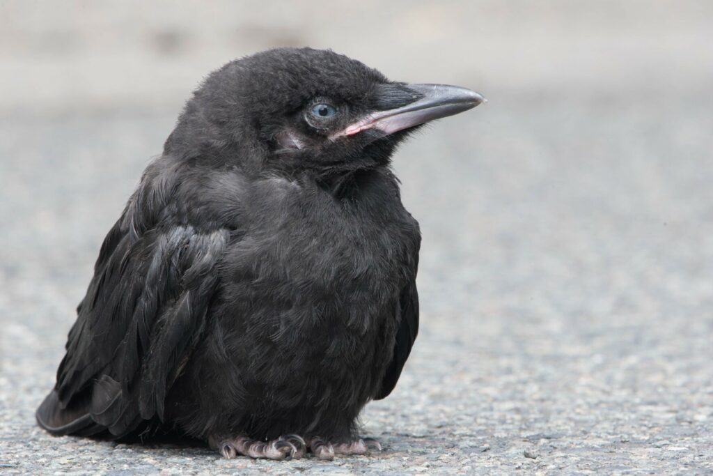 d'après mes calculs nous sommes samedi. Carl T. Bergstrom : Fledgling crow just a few hours out of the nest