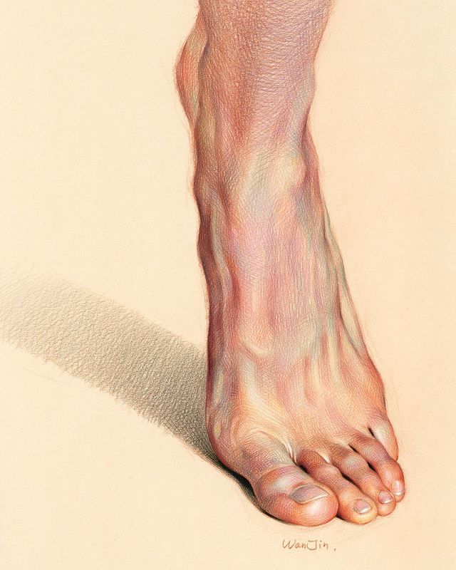 partie distale du membre inférieur de l'être humain, reliée à la jambe par l'articulation de la cheville. Wan Jin Kim, A Standing Foot, Coloured pencil on beige-toned paper