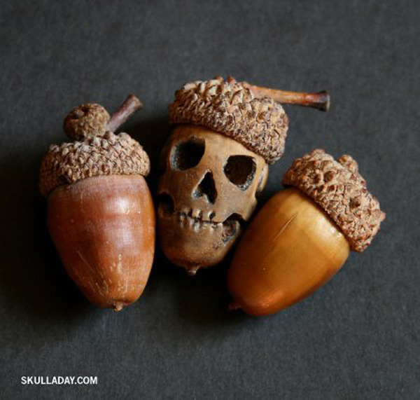 bonjour les glands. Acorn skull carved with a Dremel tool by Noah Scalin, an artist, designer, author, and the founder of Skull-a-Day
