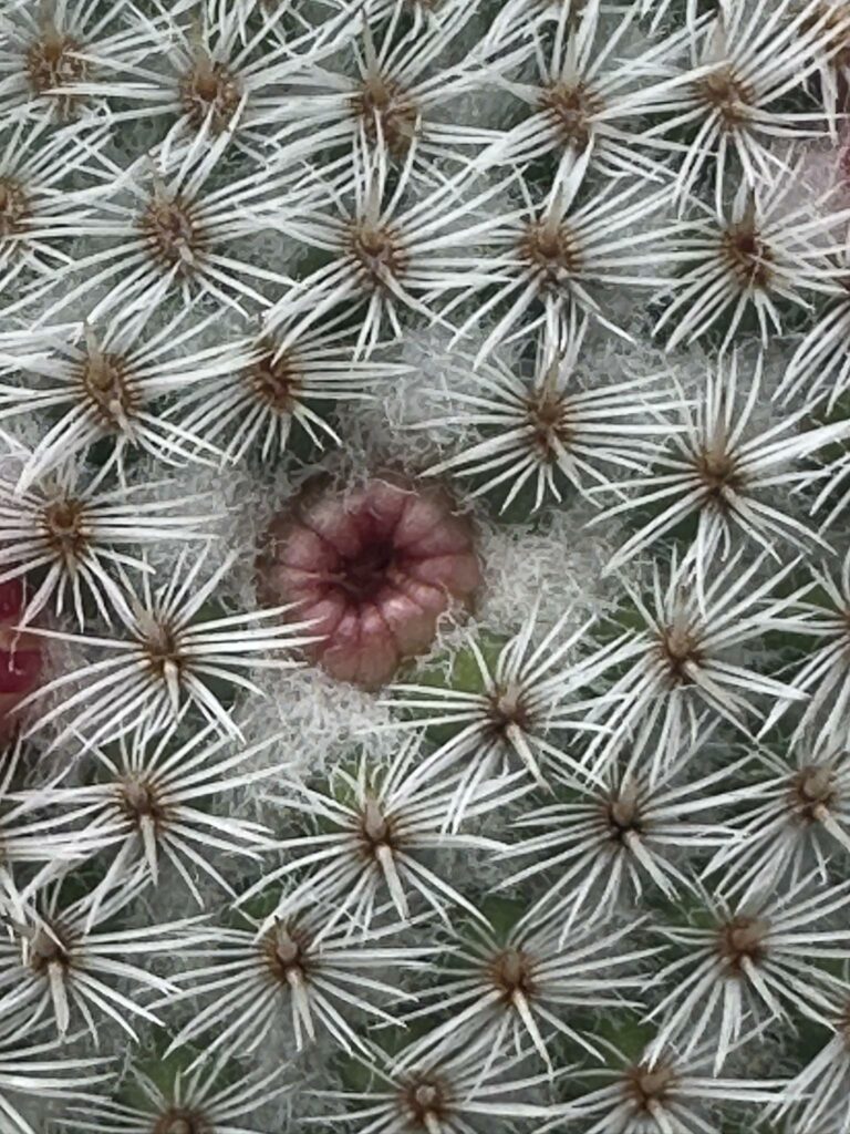 journée du patrimoine cinématographique : "et ma fleur de cactus, tu l'aimes, ma fleur de cactus ?" Brigitte Bardot, le mépris. Enjoy this beautiful emerging cactus fruit