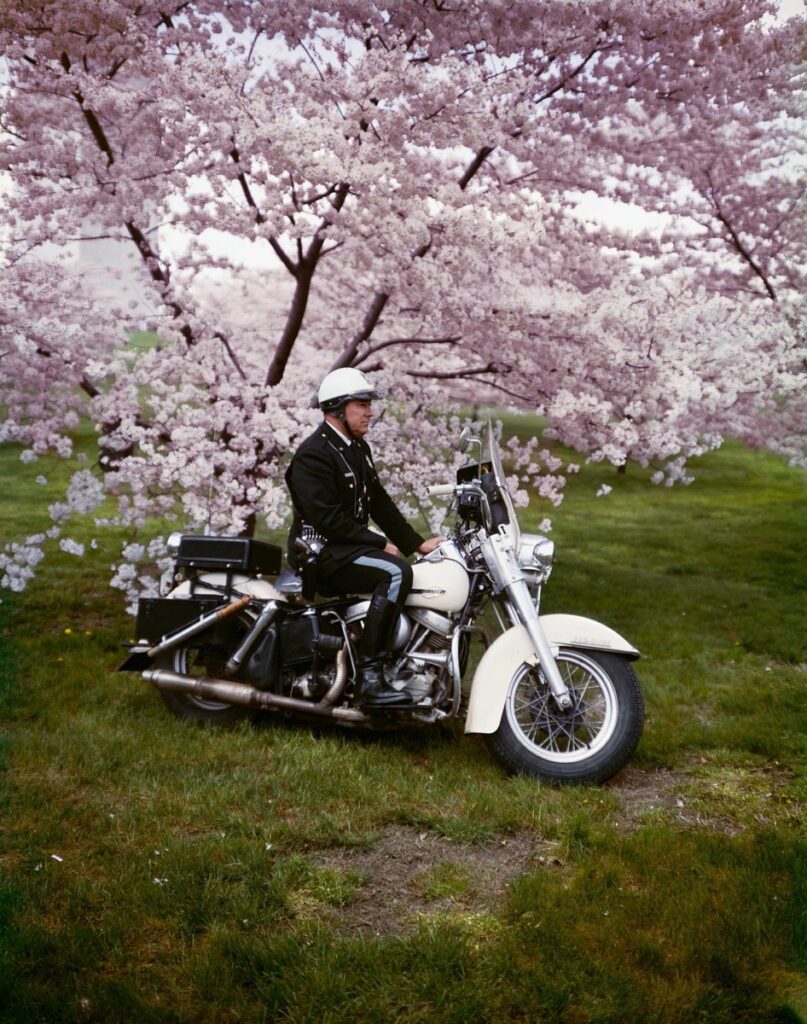 Mais il est bien court le temps des cerises Où l'on s'en va à deux cueillir en rêvant Débordant de rêves. Evelyn Hofer.  Springtime, Washington,1965