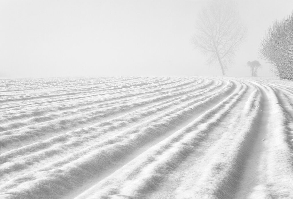 la culture du velours blanc. Stefano Ciol