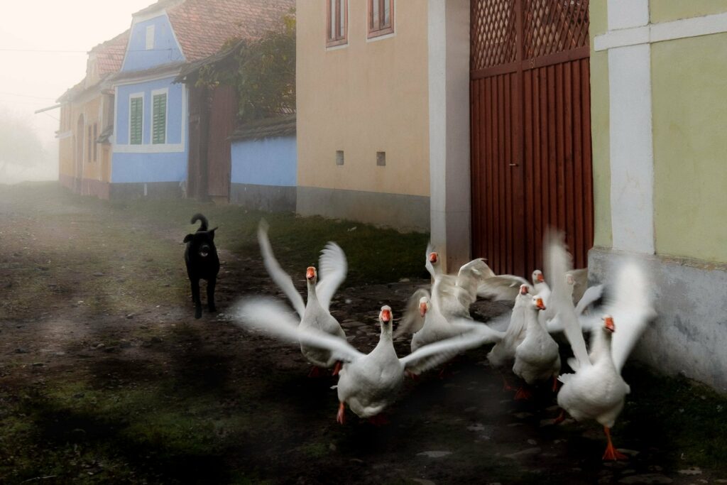 journée mondiale du rêve. Stolen moment, 2020 - by Marina Koryakin, Ukrainian-Israeli