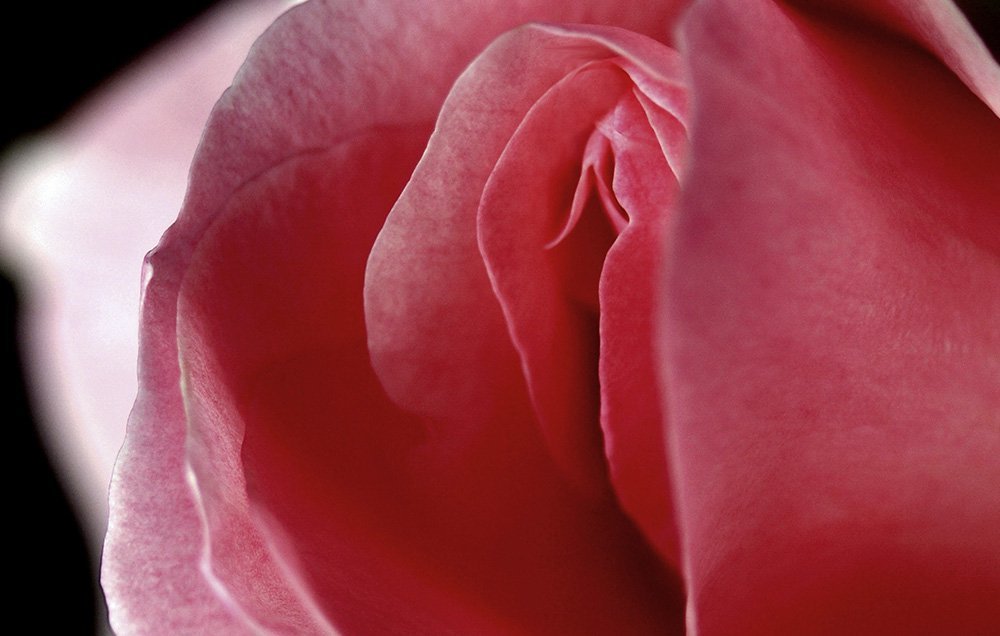 Mignonne allons voir si ta rose. Pierre de Ronsard, 1524 - 1585
