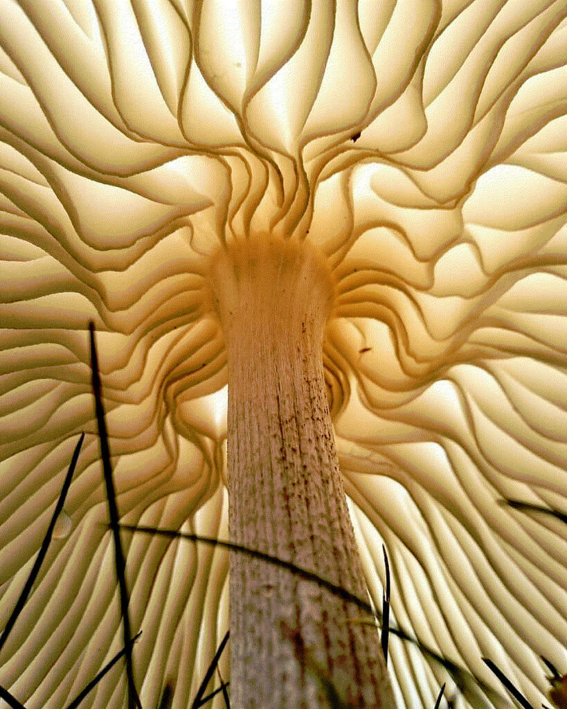 à l'ombre d'une robe de champignonne. Isabelle Soule, picture of mushroom