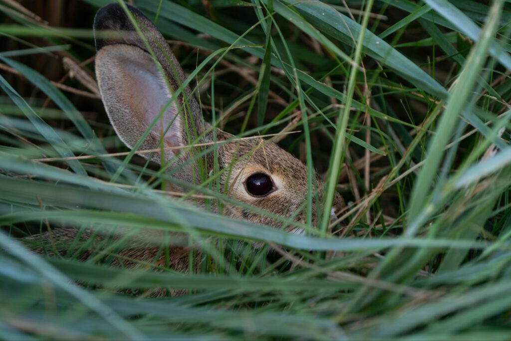 dans l'oeil du lapin. @jubileeeeeej