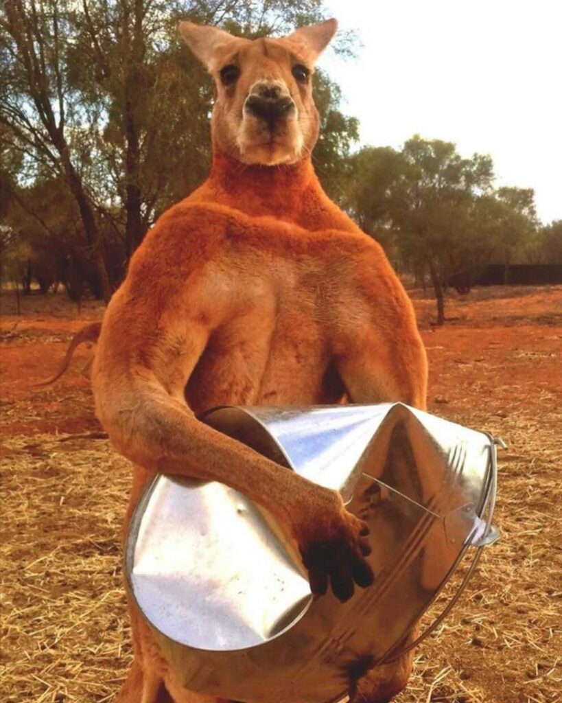 les kangourous sont des biches qui ont fait de la prison. The Kangaroo Sanctuary : Roger with the bucket he crushed