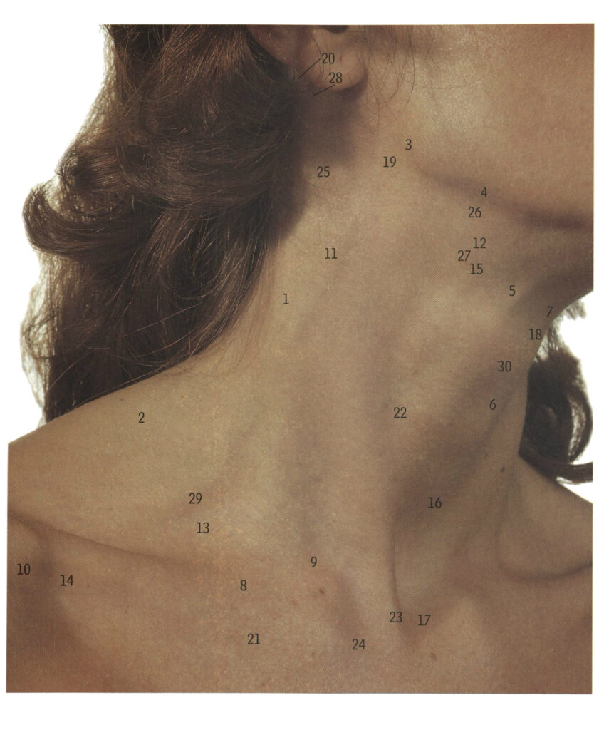 nerfs accessoires et minute de silence. The exposed neck from the accessory nerve (emerging) to the vocal fold.  Mosby/McMinn