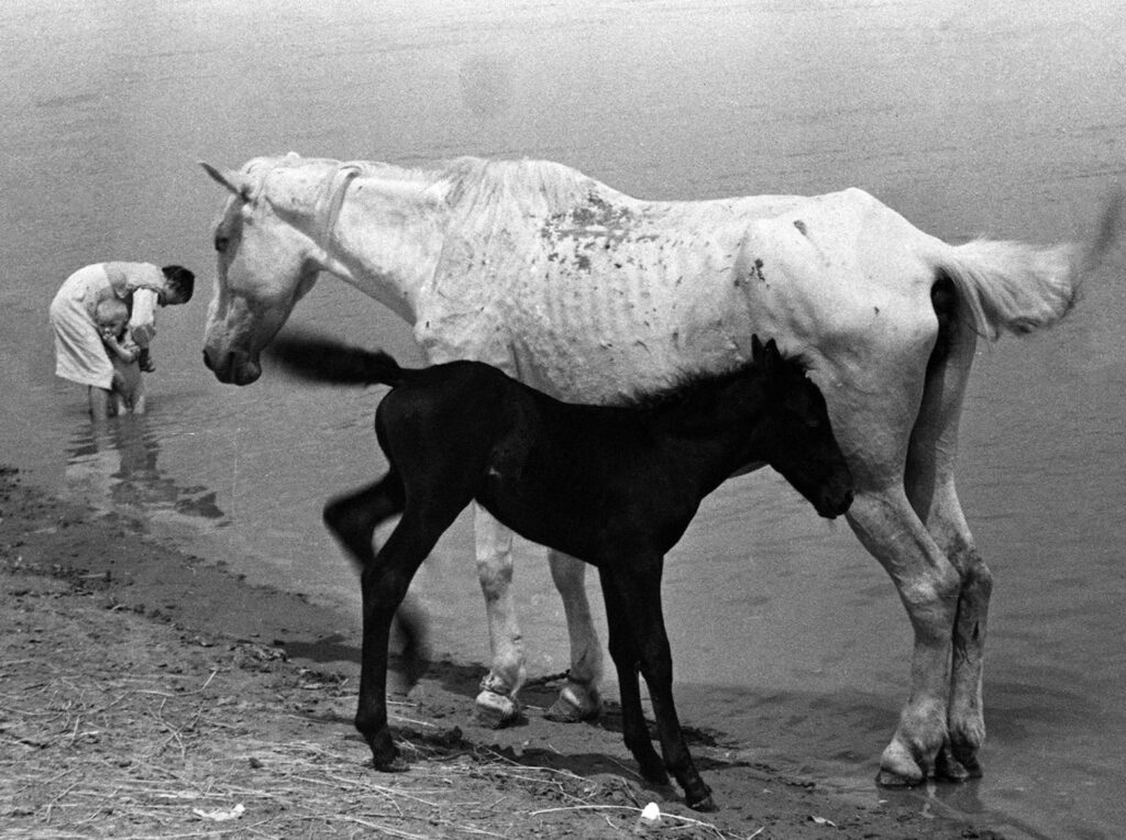 au bord du fleuve, une jument et son enfant, une mère et son petit poulain