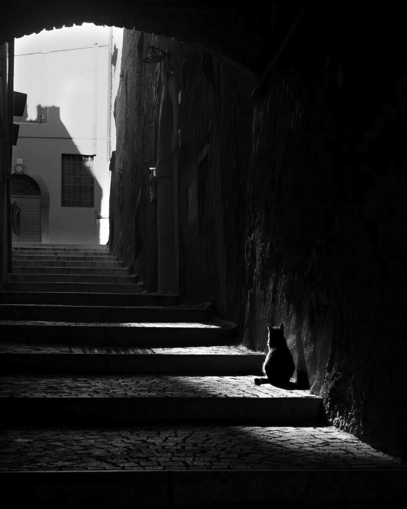un chat dans le rai de soleil d'une ruelle ombreuse