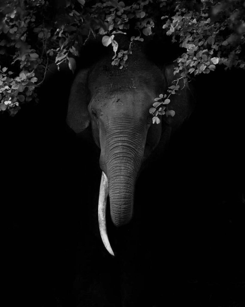 un éléphant porteur d'une seule défense, sortant du bois dont les feuillages lui couvrent la tête comme une parure de fête