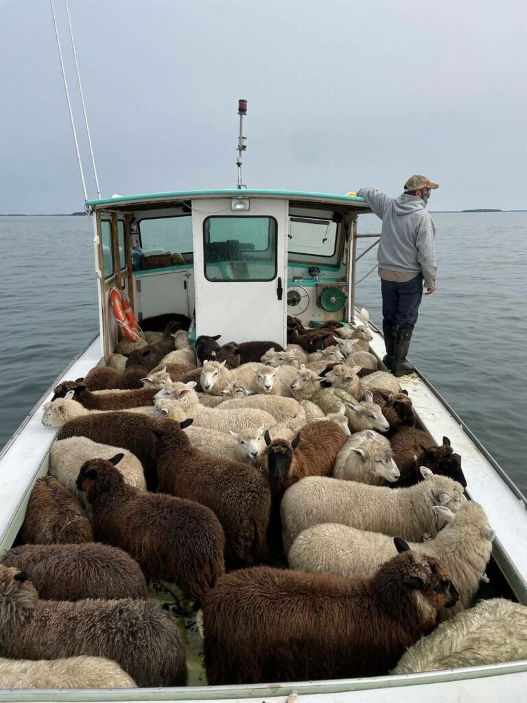 un marin tourne le dos à son bateau chargé d'ovins et  pense à la mer lorsque le vent fait écumer la crête des vagues