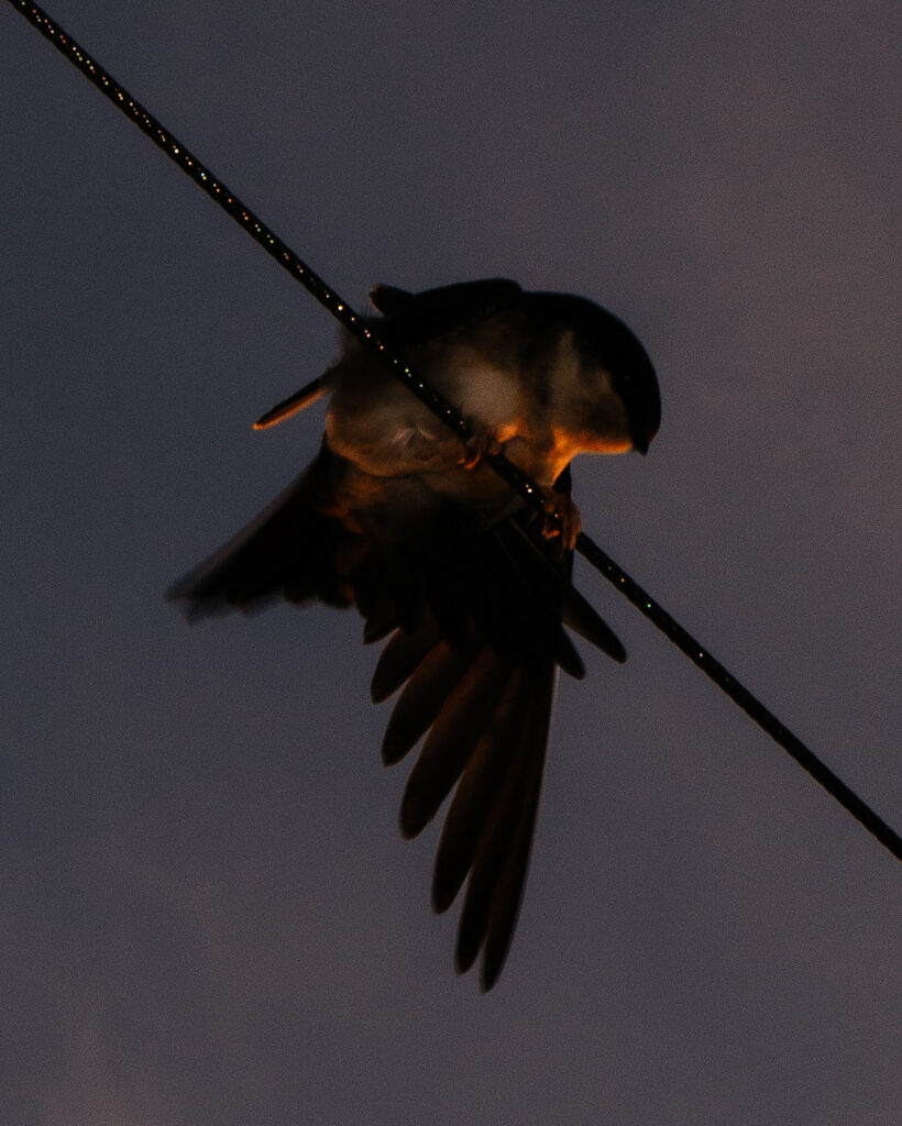 un oiseau sur un câble, le corps groupé comme un nageur sur son plot de départ, touché par un rayon du soleil levant