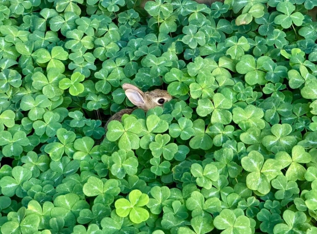 l'oeil d'un jeune lapin caché entre les feuilles d'Oxalis oregana