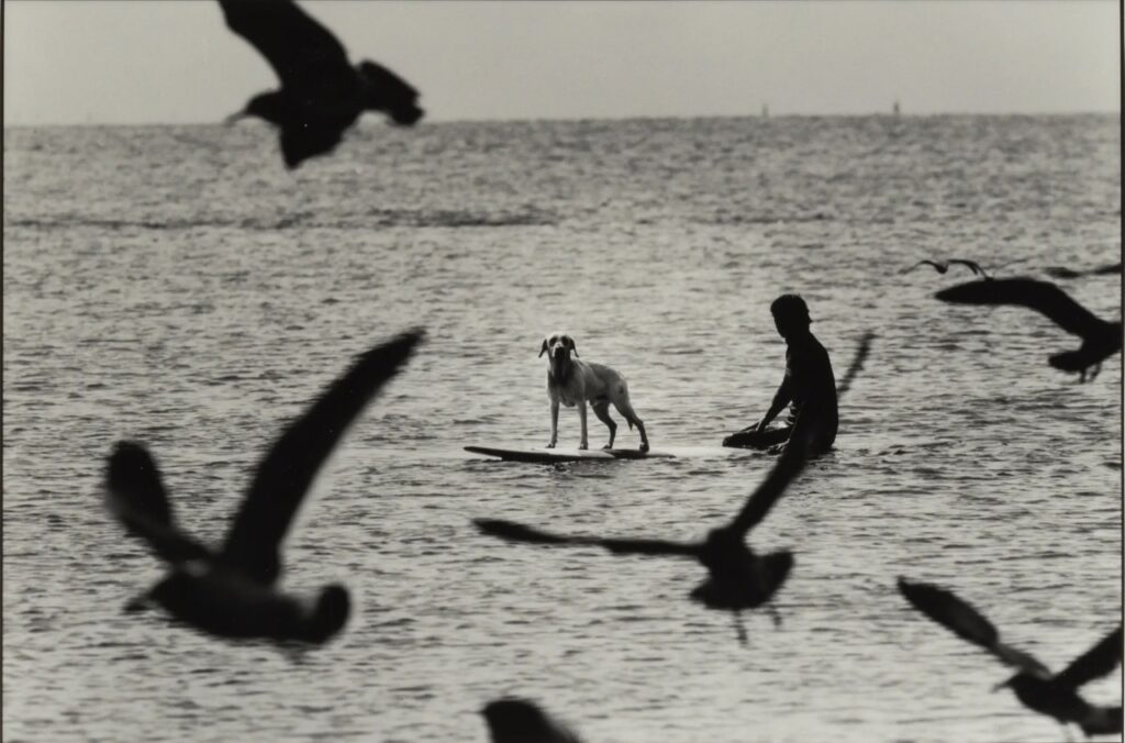 le chien surfeur et les oiseaux