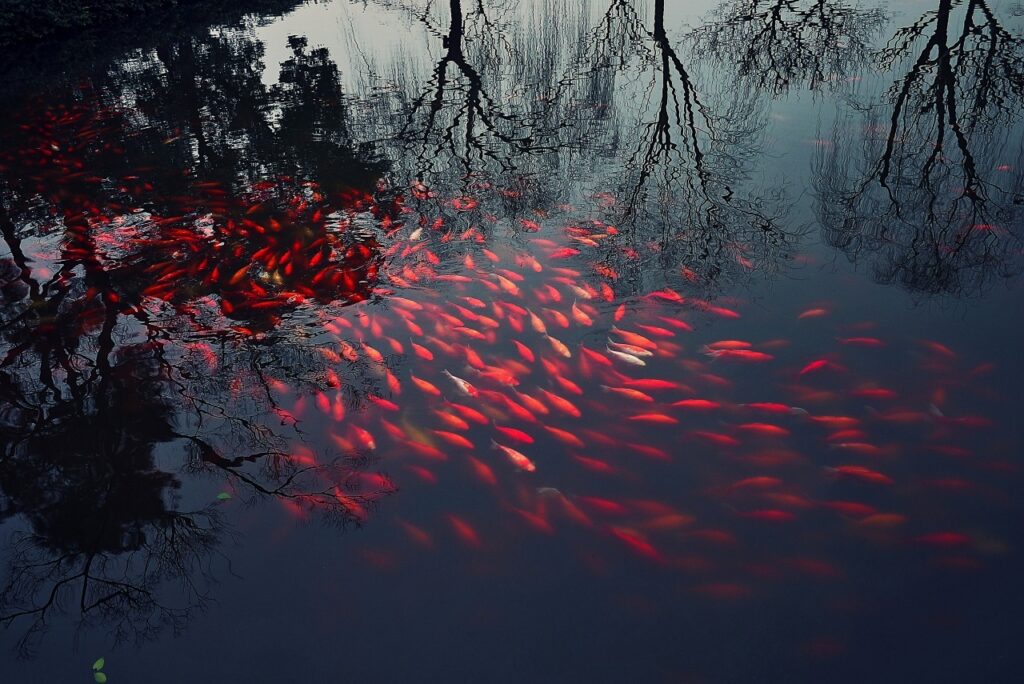 un banc de poissons rouges dans les eaux sombres d'un  plan d'eau où se reflètent les arbres