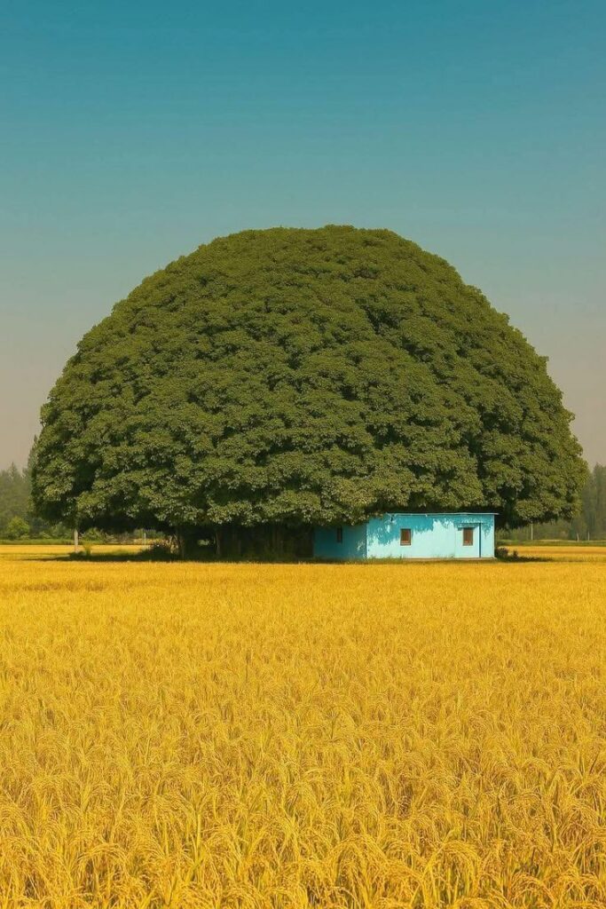 dans un champ jaune, une petite bâtisse bleue construite à l'abri d'un gigantesque Ficus macrophylla