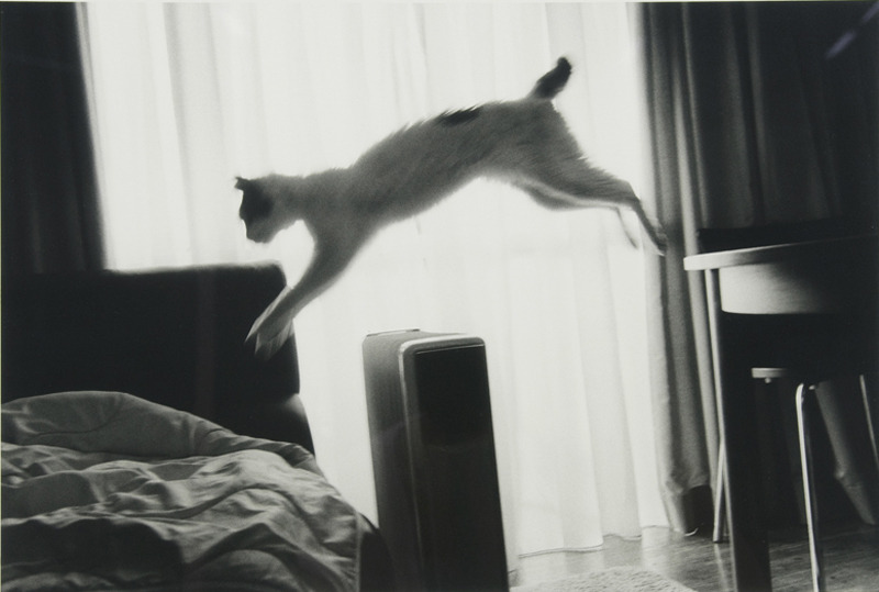 un chat illustrant aimablement l'expression