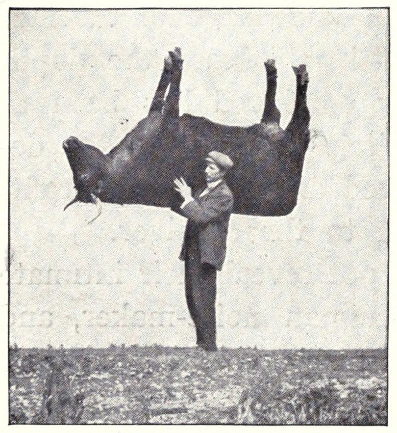 un homme portant un boeuf sur l'épaule droite