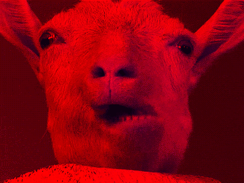l'agneau du diable mastiquant et nous regardant des enfers