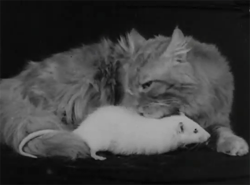 un chat lèche le dos d'un rat blanc allongé entre ses pattes
