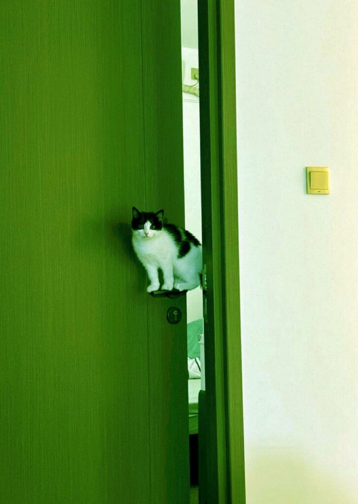 un chat installé en équilibre sur la poignée d'une porte verte entrouverte, à la fois dedans et dehors