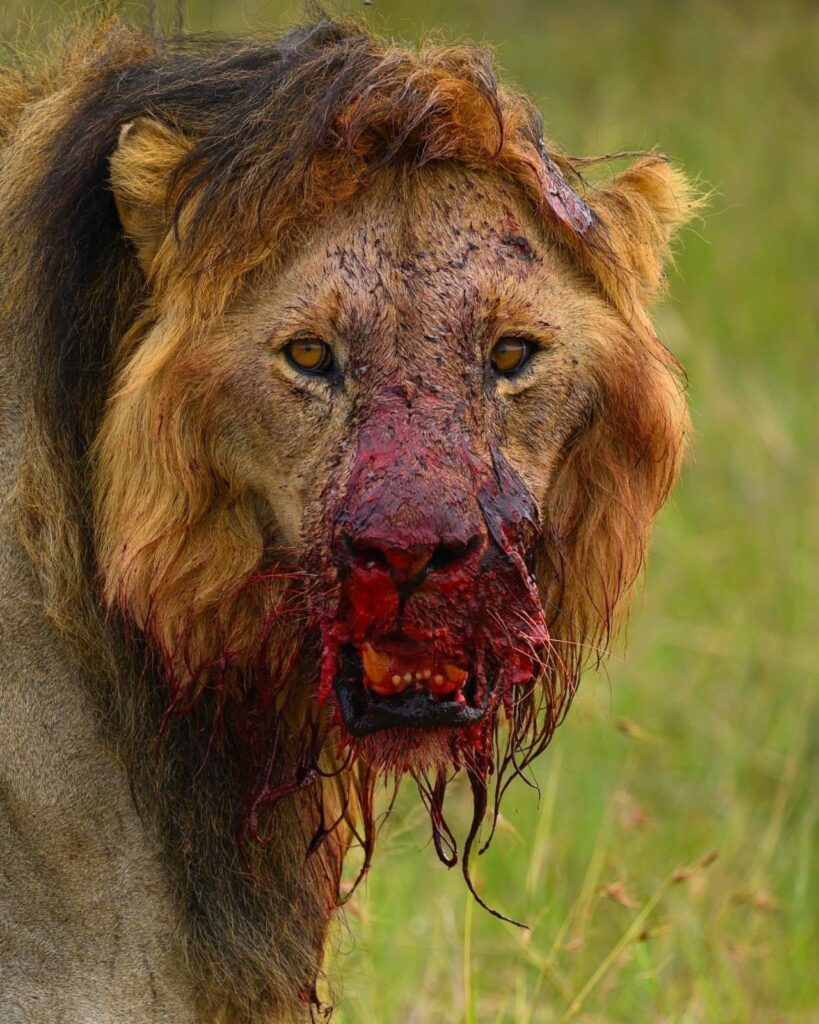 un lion la gueule pleine de sang