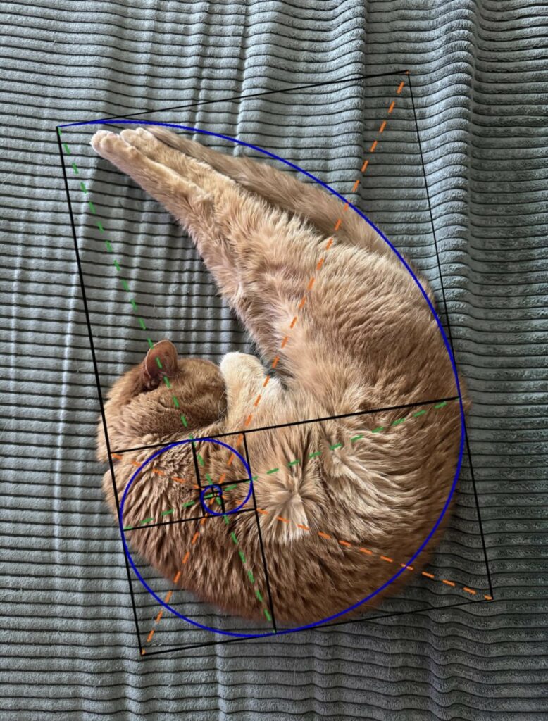 chat effectuant obligeamment la démonstration de la spirale de Fibonacci