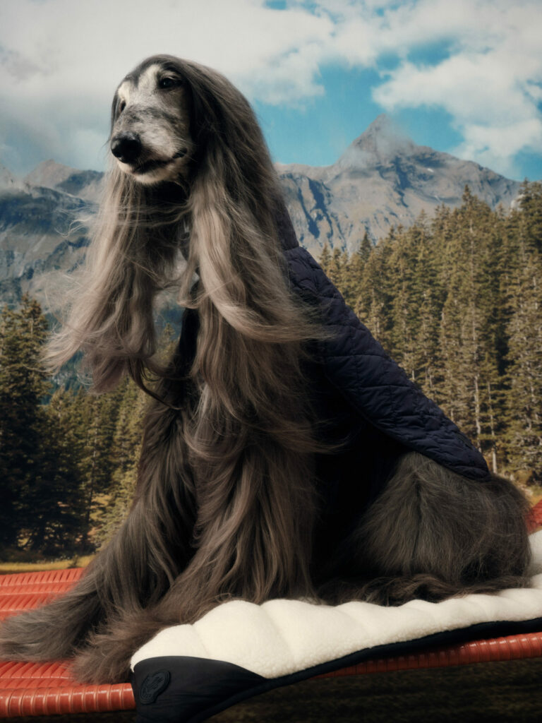chien romantique sur paysage de montagne