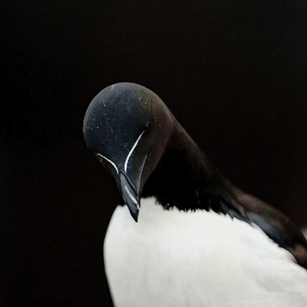 les traits tirés d'un Petit Pingouin à bec de rasoir ( Razorbill - Alca torda ),  oiseau marin colonial de l'Atlantique Nord