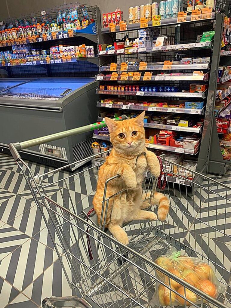 un chat assis dans un caddie de supermarché