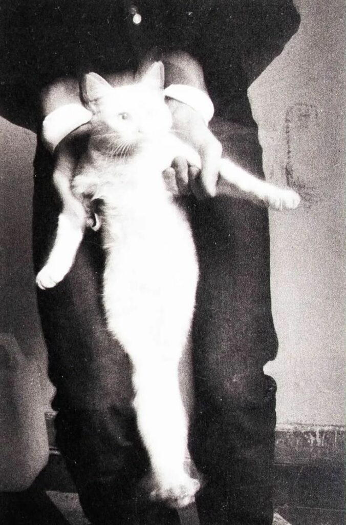 un homme présente son chat blanc à ses disciples