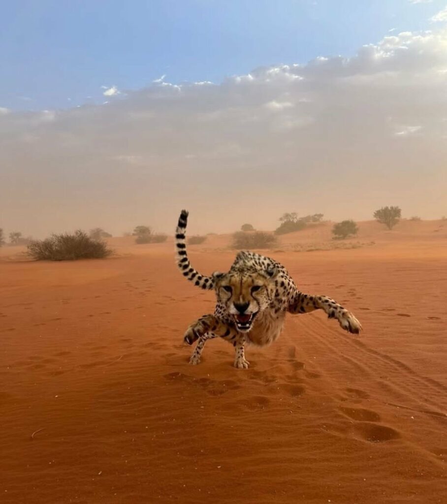 un guépard en pleine course